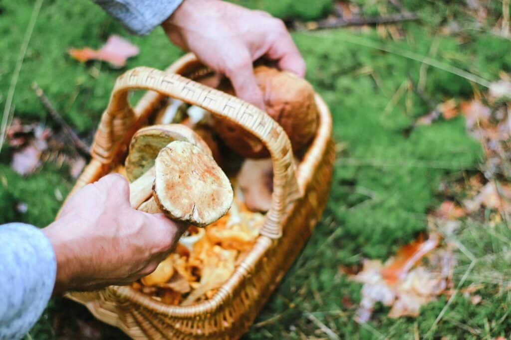 Mann sammelt Pilze in Korb im Wald