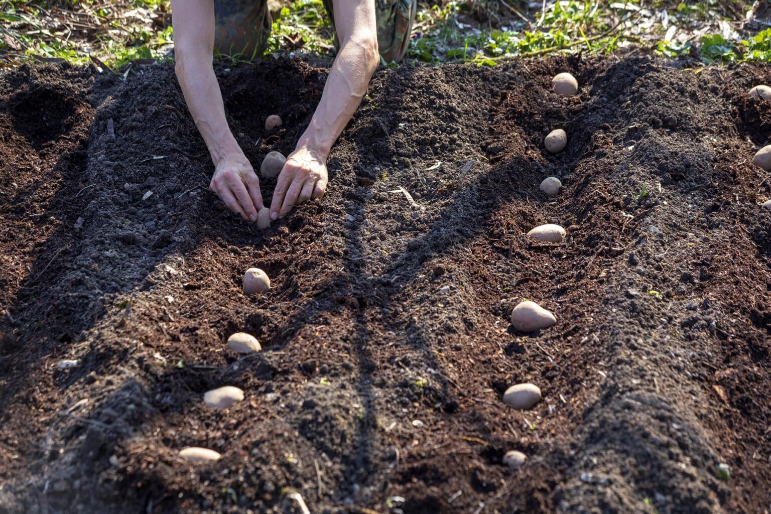 Pflanzabstand Kartoffeln Mit So Viel Abstand Legen Gartendialog de