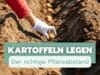 Kartoffeln Pflanzabstand