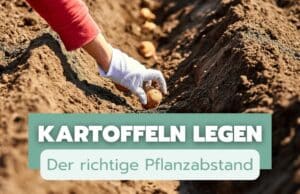 Kartoffeln Pflanzabstand