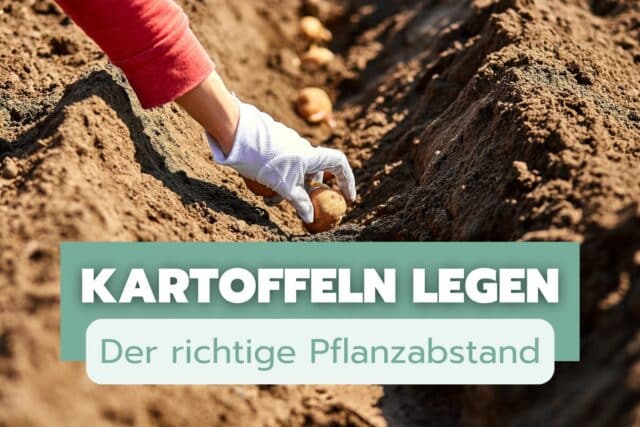 Kartoffeln Pflanzabstand