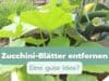 Zucchini-Blätter entfernen