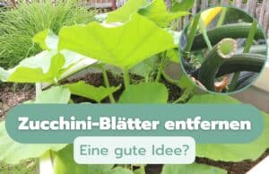 Zucchini-Blätter entfernen