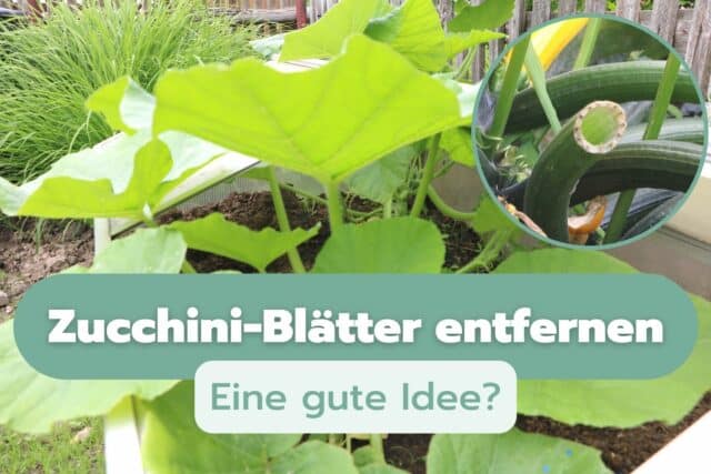 Zucchini-Blätter entfernen