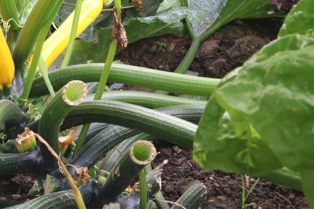 Zucchini-Blätter entfernen