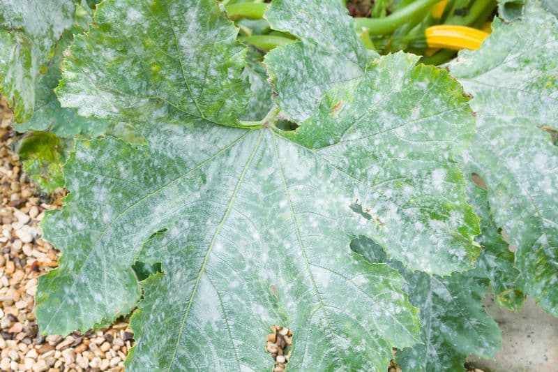 Zucchini-Blatt mit Echtem Mehltau