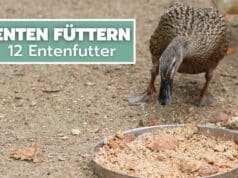 Entenfutter - Womit Enten füttern