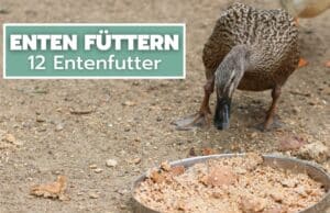 Entenfutter - Womit Enten füttern