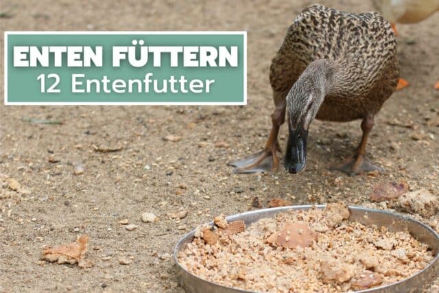 Entenfutter - Womit Enten füttern