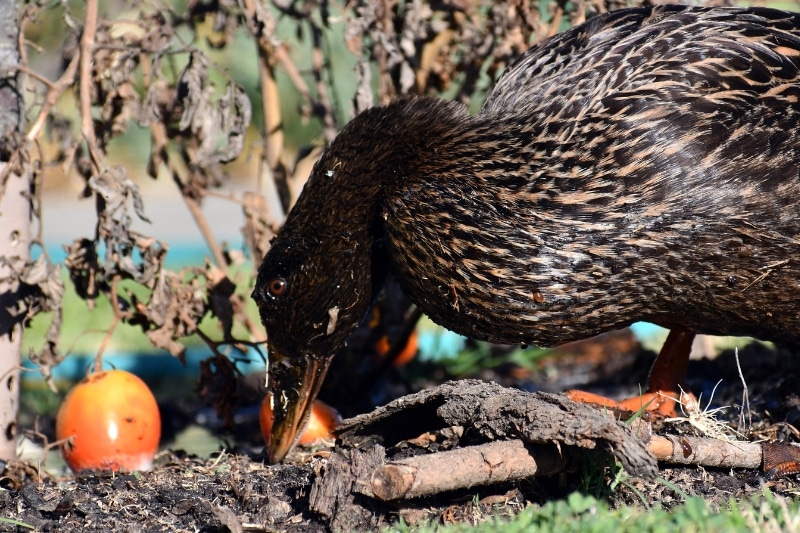 Ente frisst Tomaten