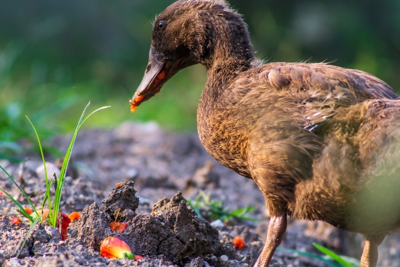 Ente frisst Obst