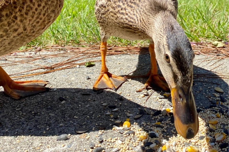 Ente frisst Vogelfutter