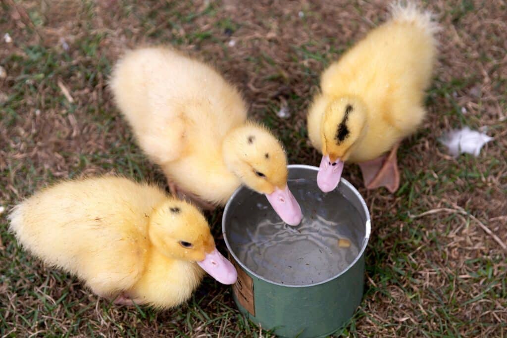 Entenküken trinken Wasser aus kleinem Gefäß