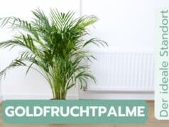 Goldfruchtpalme Standort