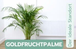 Goldfruchtpalme Standort