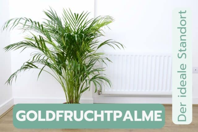 Goldfruchtpalme Standort