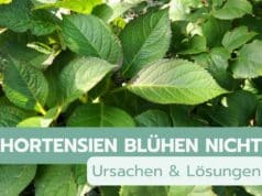 Hortensien blühen nicht - Titel