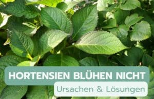 Hortensien blühen nicht - Titel