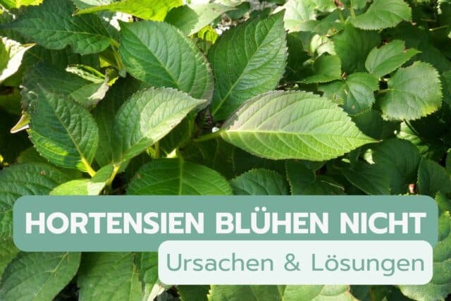 Hortensien blühen nicht - Titel